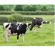 Nghiên cứu lai tạo giống gia súc có khả năng kháng lại bệnh do ký sinh trùng đe dọa tính mạng của gia súc - Phần 2 (Phần cuối)