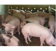 Nghiên cứu nguồn prôtêin dễ tiêu hóa cho lợn con sau cai sữa
