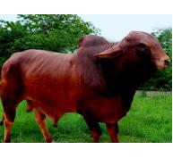Nghiên cứu vai trò của gia súc trong nhiễm khuẩn E. coli O157: H7