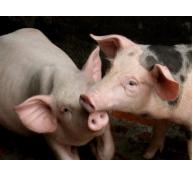 Nghiên cứu về chất béo trong thành phần thức ăn chăn nuôi cho lợn