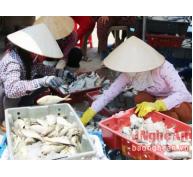 Ngư dân Quỳnh Lập thu 150 tỷ đồng trong 5 tháng đầu năm