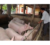 Trung Quốc ngừng thu mua lợn siêu trọng không lối thoát
