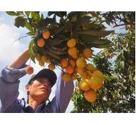 Nông sản Bắc Giang rộng đường xuất khẩu
