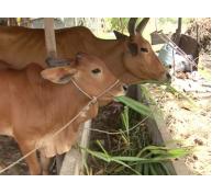 Mô hình nuôi bò vỗ béo ở xã Tiến Thành (Bình Thuận)