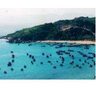 Chấm dứt hoạt động dự án nuôi cấy ngọc trai tại vùng biển xã đảo Nhơn Châu (Bình Định)