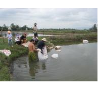 Trung tâm khuyến nông Bình Định thực hiện 6 mô hình nuôi tôm đa dạng hóa