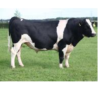 Phát triển chăn nuôi bò sữa theo hướng công nghiệp