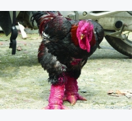Phương pháp chăn nuôi gà Đông Tảo có thể bạn chưa biết