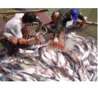 TP Móng Cái (Quảng Ninh) chủ động phòng chống dịch bệnh trong nuôi trồng thủy sản