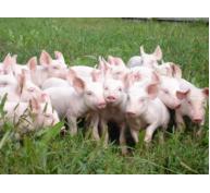 Sữa của lợn mẹ có thể bảo vệ lợn con khỏi nhiễm ký sinh trùng - Phần 2 (Phần cuối)
