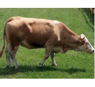 Thiết bị giúp tăng sản lượng bò thịt ở Ác-hen-ti-na