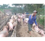 Thương lái Trung Quốc hạn chế thu mua, giá lợn trong nước bắt đầu giảm