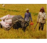 Quản lý và phát triển thương hiệu gạo Việt Nam