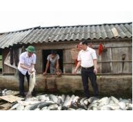 Thanh Hóa khẩn trương khắc phục tình trạng cá chết trên sông Bưởi