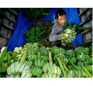 Mỹ sẽ nhập khẩu hàng loạt trái cây Việt Nam