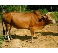 Trong chăn nuôi bò thịt, giai đoạn bê sữa góp phần tạo ra các khí gây hiệu ứng nhà kính