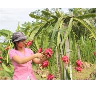 Trái cây Thái tràn thị trường Việt kiến nghị tăng tần suất kiểm tra