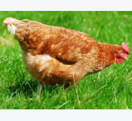 Tụ huyết trùng - bệnh truyền nhiễm nguy hiểm ở gà