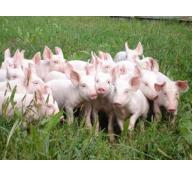 Tuổi cai sữa ở lợn con không ảnh hưởng đến tần số sinh sản của lợn mẹ