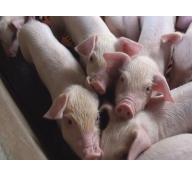 Virút gây dịch bệnh tiêu chảy ở lợn (PEDV) có thể truyền qua không khí