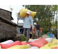 Thái Lan xả kho gạo 11,4 triệu tấn vựa lúa miền Tây không lo ngại