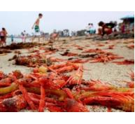 Bờ biển California (Mỹ) ngập tràn xác hàng nghìn con cua cá ngừ đỏ