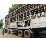 Xuất khẩu lợn sống từ Việt Nam sang Trung Quốc sẽ gặp khó!