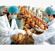 An toàn sinh học phòng bệnh cúm gia cầm cho các nông hộ chăn nuôi nhỏ (phần 1)