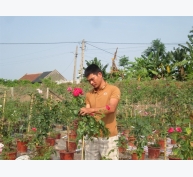 8X trồng hoa hồng các loại thu tiền tỷ mỗi năm
