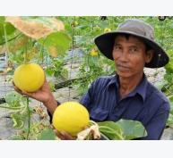 Giá trái cây ĐBSCL tăng kỷ lục, xuất khẩu rộng mở