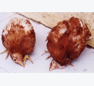 Bệnh Niu-cát-xơn trên gà (bệnh gà rù)
