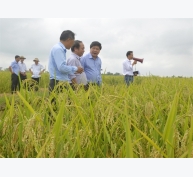 Hình thành những 'làng nghề' sản xuất giống lúa lai