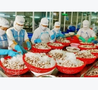 Vì sao người Hàn Quốc thích ăn bạch tuộc Việt Nam?