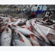 Giá cá tra xuất khẩu đã tăng hơn 30%