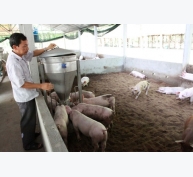 Mô hình chăn nuôi heo trên đệm lót sinh học của trang trại Trần Văn Tần xã Định Thuỷ