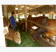 Cải tiến quy trình chăn nuôi từ mô hình vỗ béo trên đàn bò