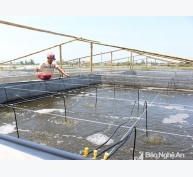 Nông dân Quỳnh Lưu đầu tư chống nóng cho tôm