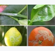 Hướng dẫn nhận biết sâu hại trên cây ăn quả có múi và biện pháp phòng trừ