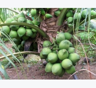 Dừa dứa: Cây trồng triển vọng cho nhà vườn ĐBSCL