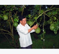 Ông Nguyễn Văn Chót: Dựng nên cơ nghiệp bền vững nhờ bưởi da xanh
