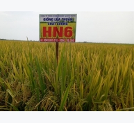 Lúa thuần HN6 được nông dân đón nhận