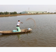 Bắc Ninh: Triển vọng từ mô hình sản xuất cay vôi và nuôi trồng thủy sản