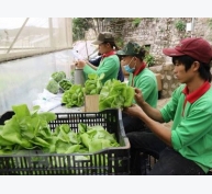 Kiên Giang ứng dụng công nghệ cao trong nông nghiệp