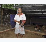 Người đầu tiên nuôi gà Đông Tảo ở Bình Phước, thu nửa tỷ đồng/năm
