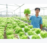 Vườn thủy canh 1.000 m2 ươm 7 loại xà lách ngoại ở An Giang