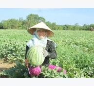 Lần đầu tiên nông dân Quảng Ngãi trồng dưa sạch không hạt