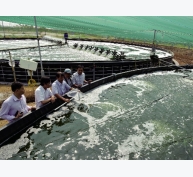Bạc Liêu: Mới lạ nuôi tôm siêu thâm canh trong hồ nổi tròn