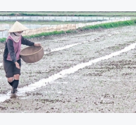 Gieo thẳng lúa - giải pháp tăng hiệu quả trong sản xuất