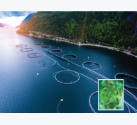 Dầu tảo - nguồn dinh dưỡng tương lai tại Na Uy