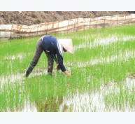 Kỹ thuật xử lý rơm rạ sau thu hoạch để hạn chế ngộ độc hữu cơ cho lúa mùa